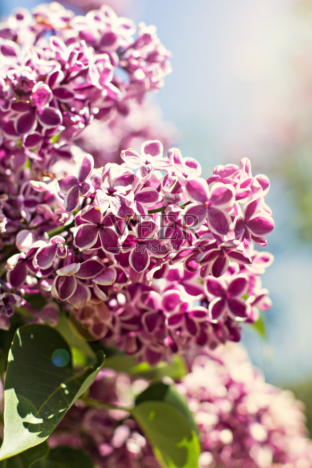 春天盛开的丁香枝照片摄影图片