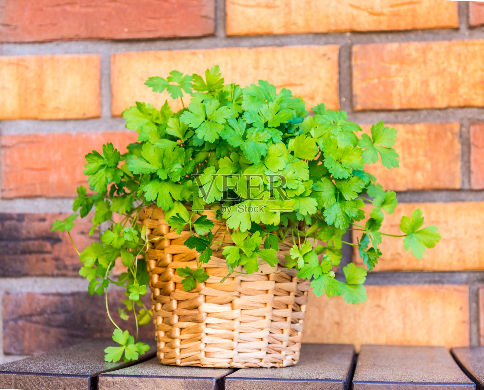 锅里放欧芹，砖做背景照片摄影图片