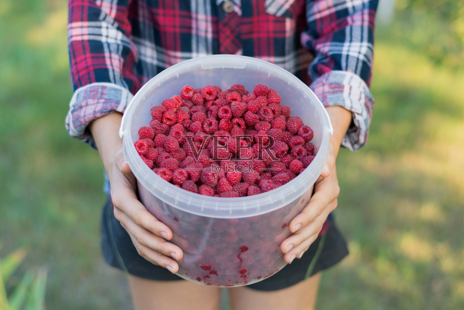 桶内树莓收成照片摄影图片
