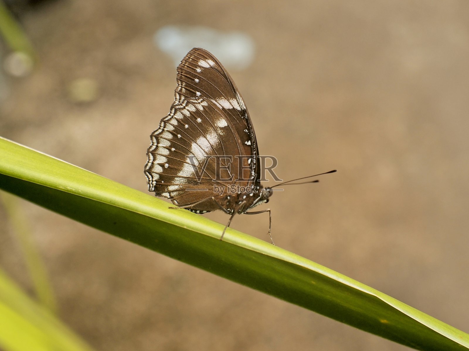停在叶子上棕色蝴蝶特写照片摄影图片