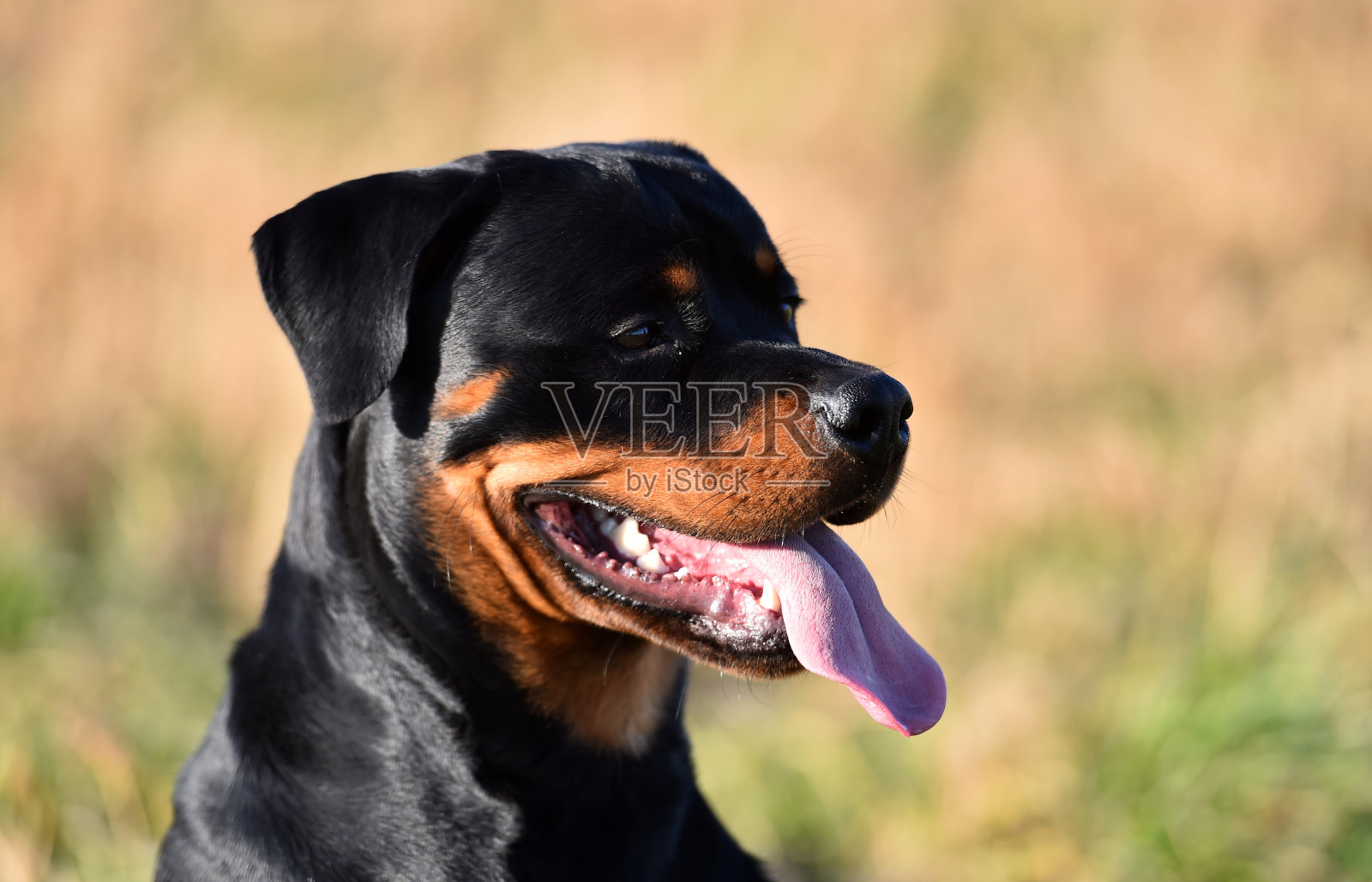 罗特韦尔犬照片摄影图片