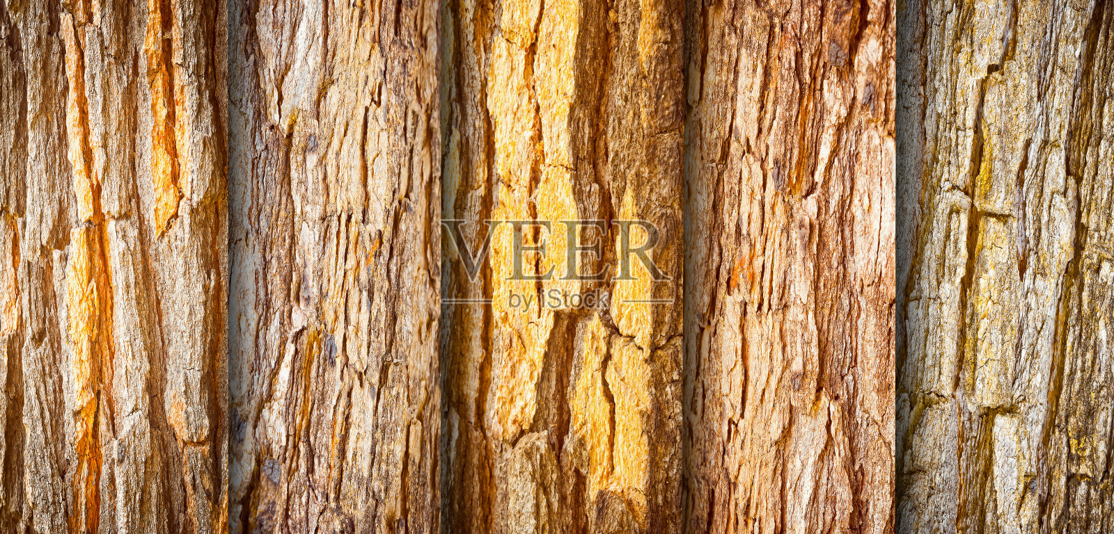 老树纹理图案，背景照片摄影图片