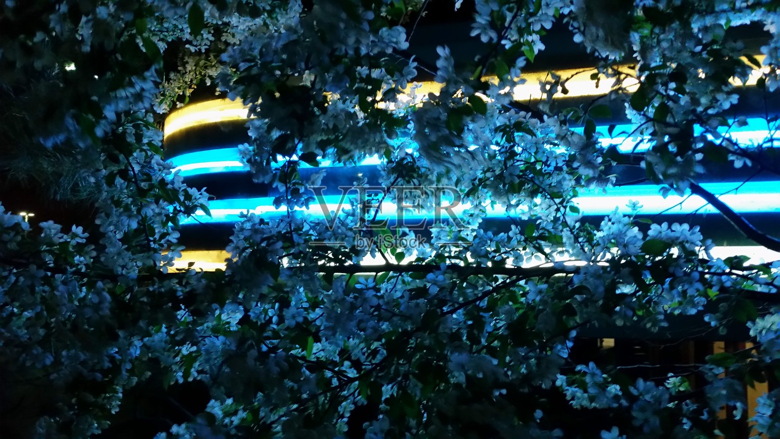 霓虹灯和鲜花照片摄影图片