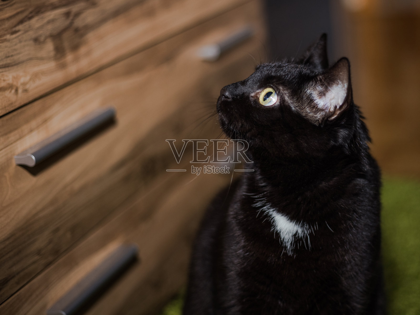 猫照片摄影图片