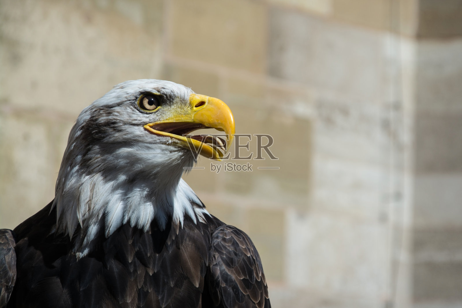 白头海雕照片摄影图片
