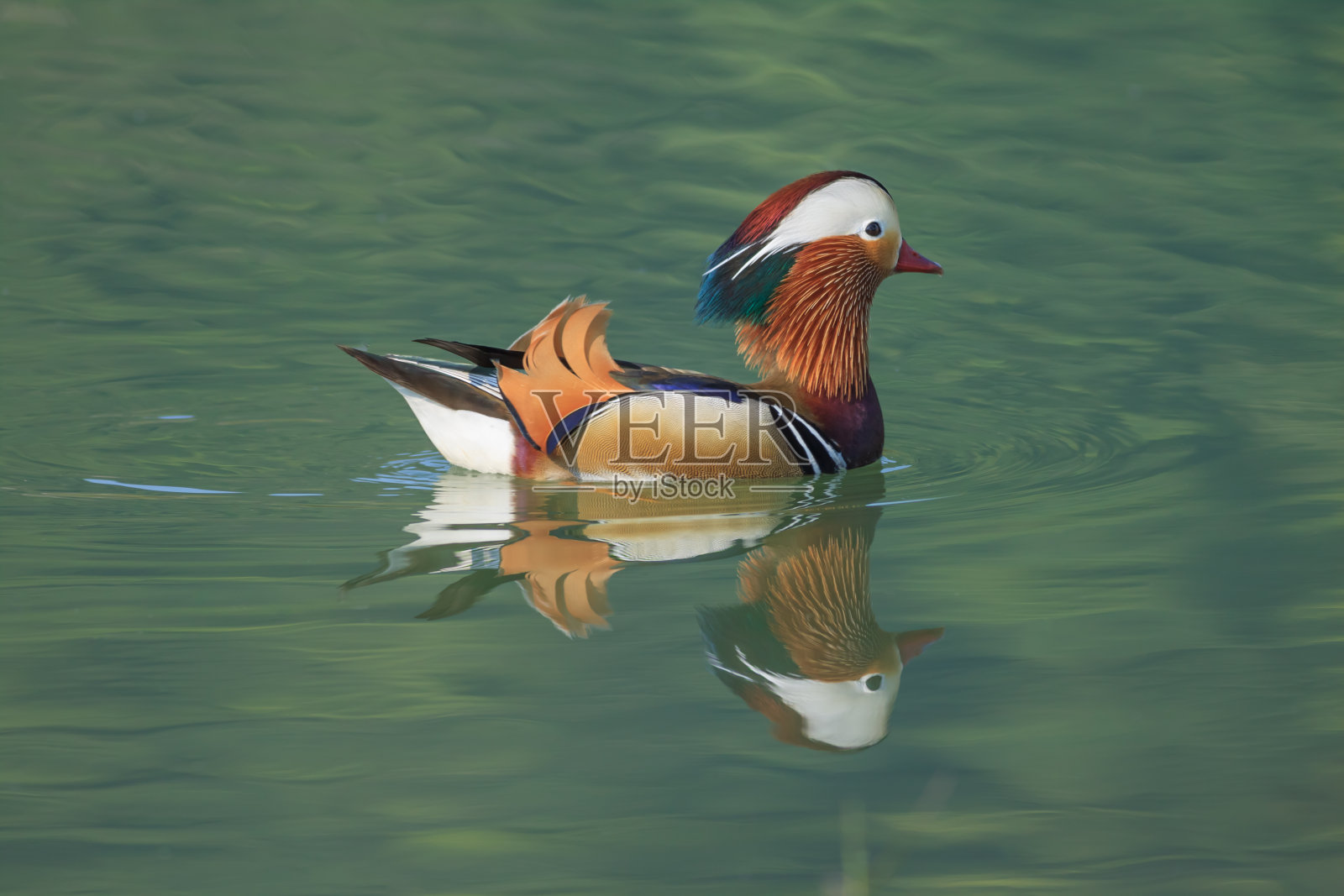 鸳鸯照片摄影图片