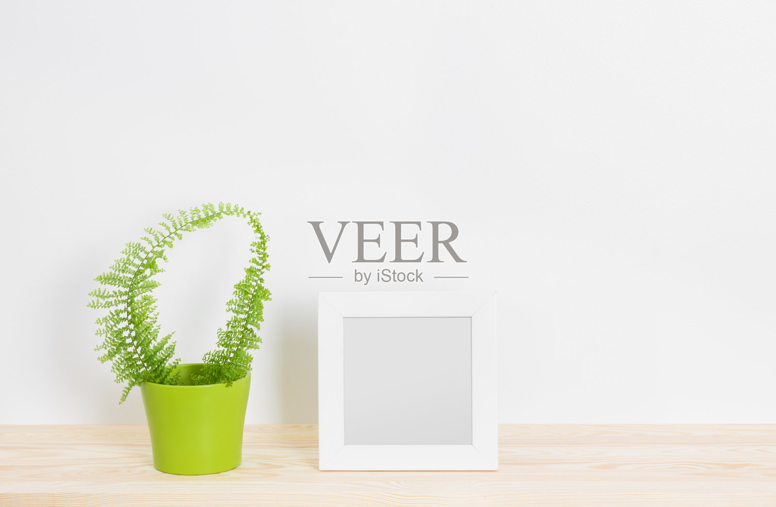 白色相框和绿色盆栽中的蕨类植物照片摄影图片