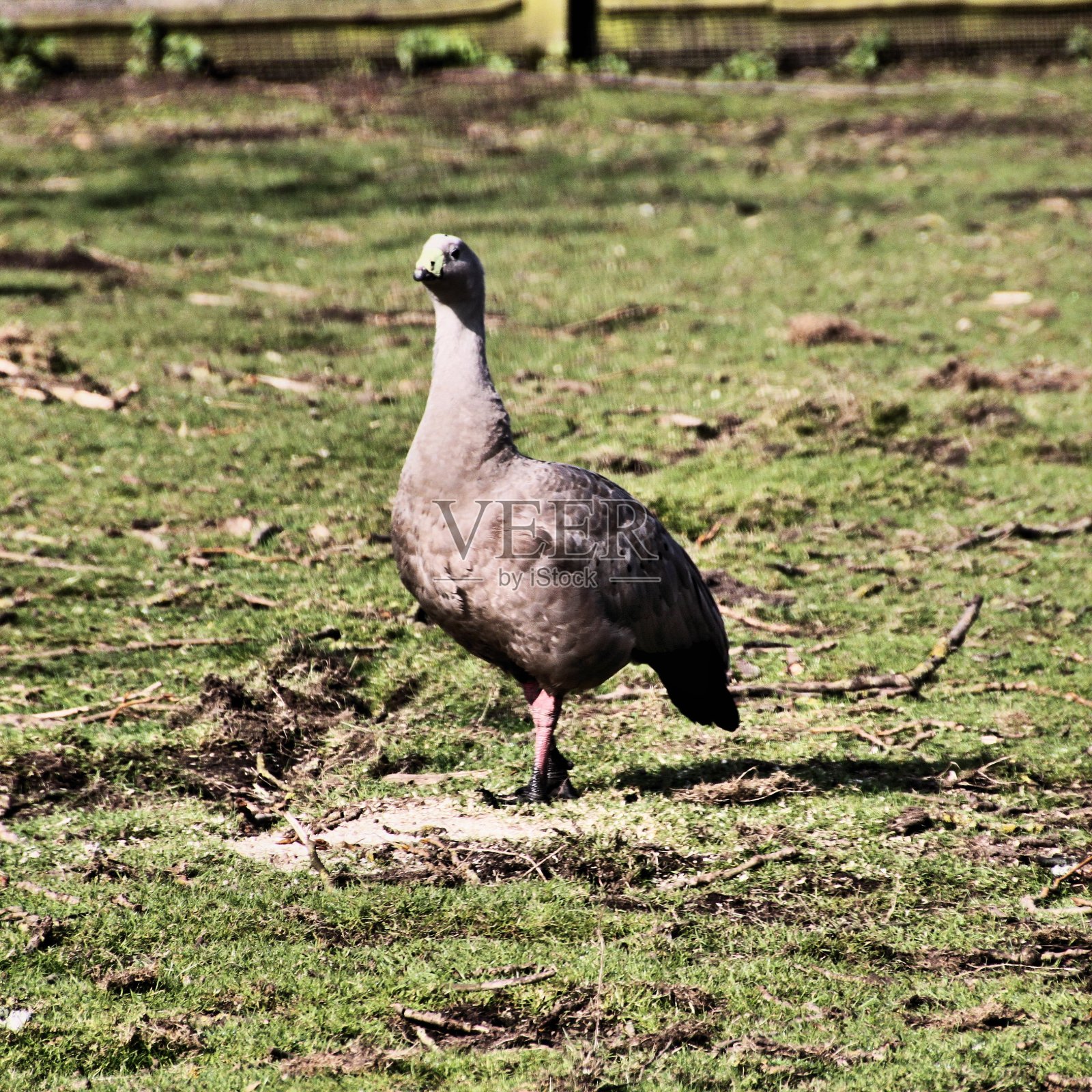 一个角秃鹅的观点照片摄影图片