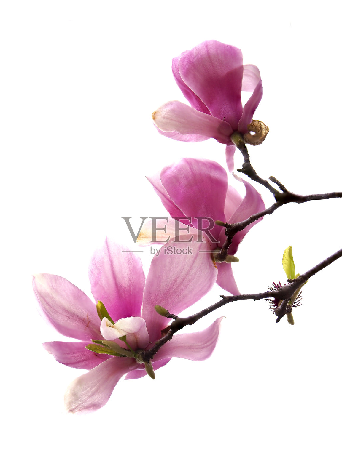 聚焦堆叠图像的粉红色郁金香树花孤立在白色照片摄影图片