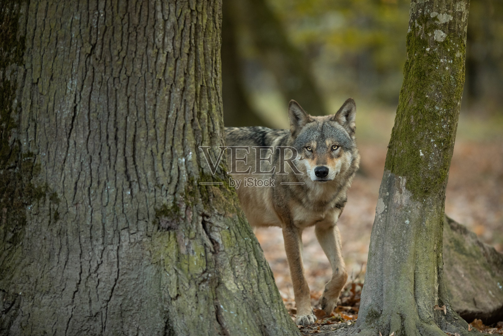 灰太狼照片摄影图片