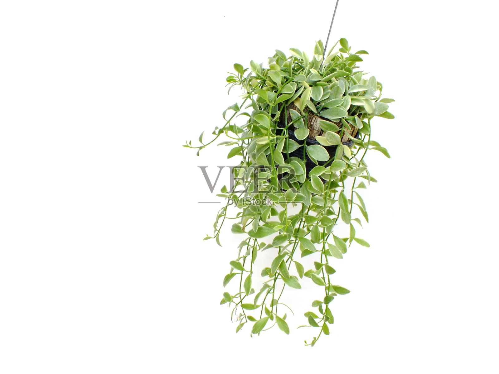 绿色植物在白色背景上悬挂孤立的收藏品照片摄影图片