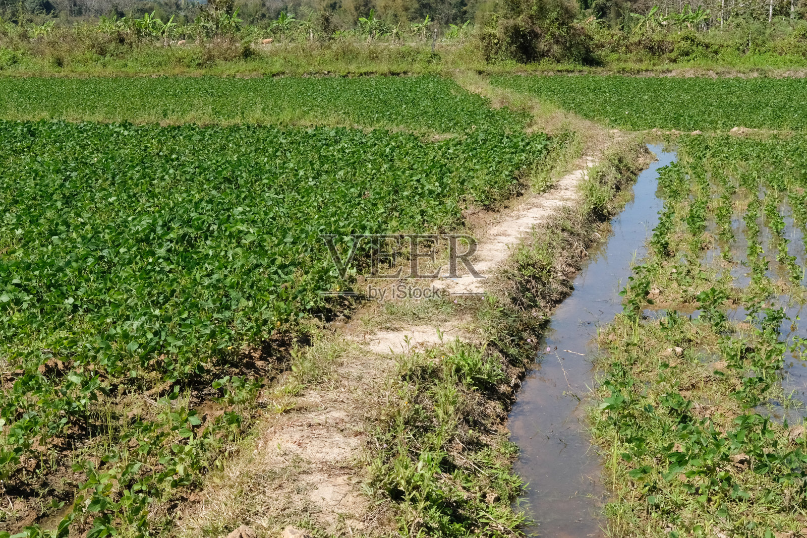在耕地中种植的大豆照片摄影图片