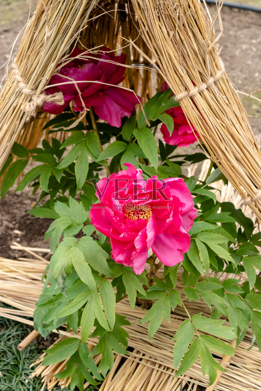 牡丹花，上野大东市，东京，日本照片摄影图片