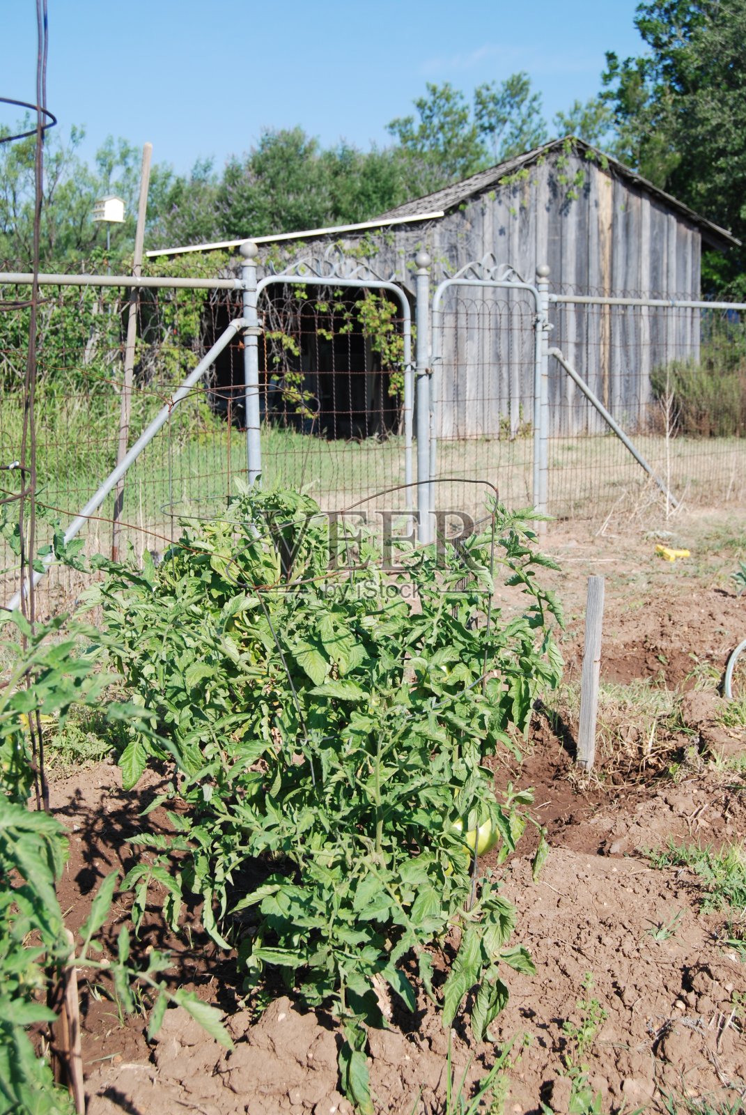 菜园照片摄影图片