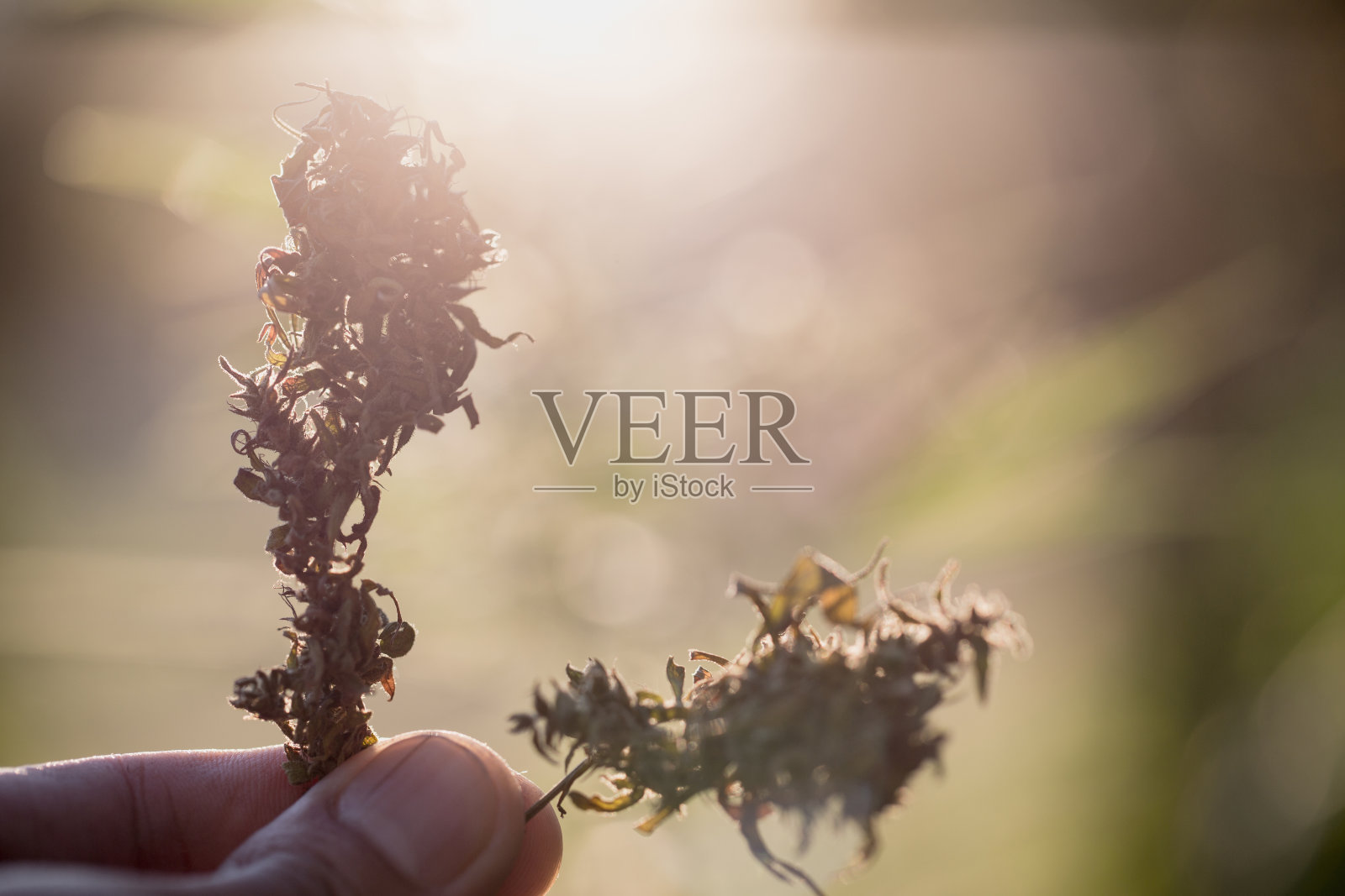 大麻研究，大麻种植(大麻sativa)，开花的大麻植物作为合法的药用，药草，准备收获照片摄影图片