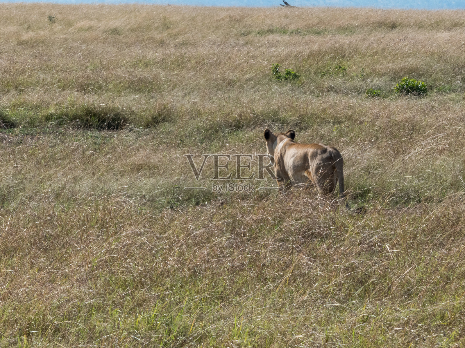 在一个阳光明媚的日子里，在大草原的高草丛中，拍摄一只正在捕猎的母狮照片摄影图片