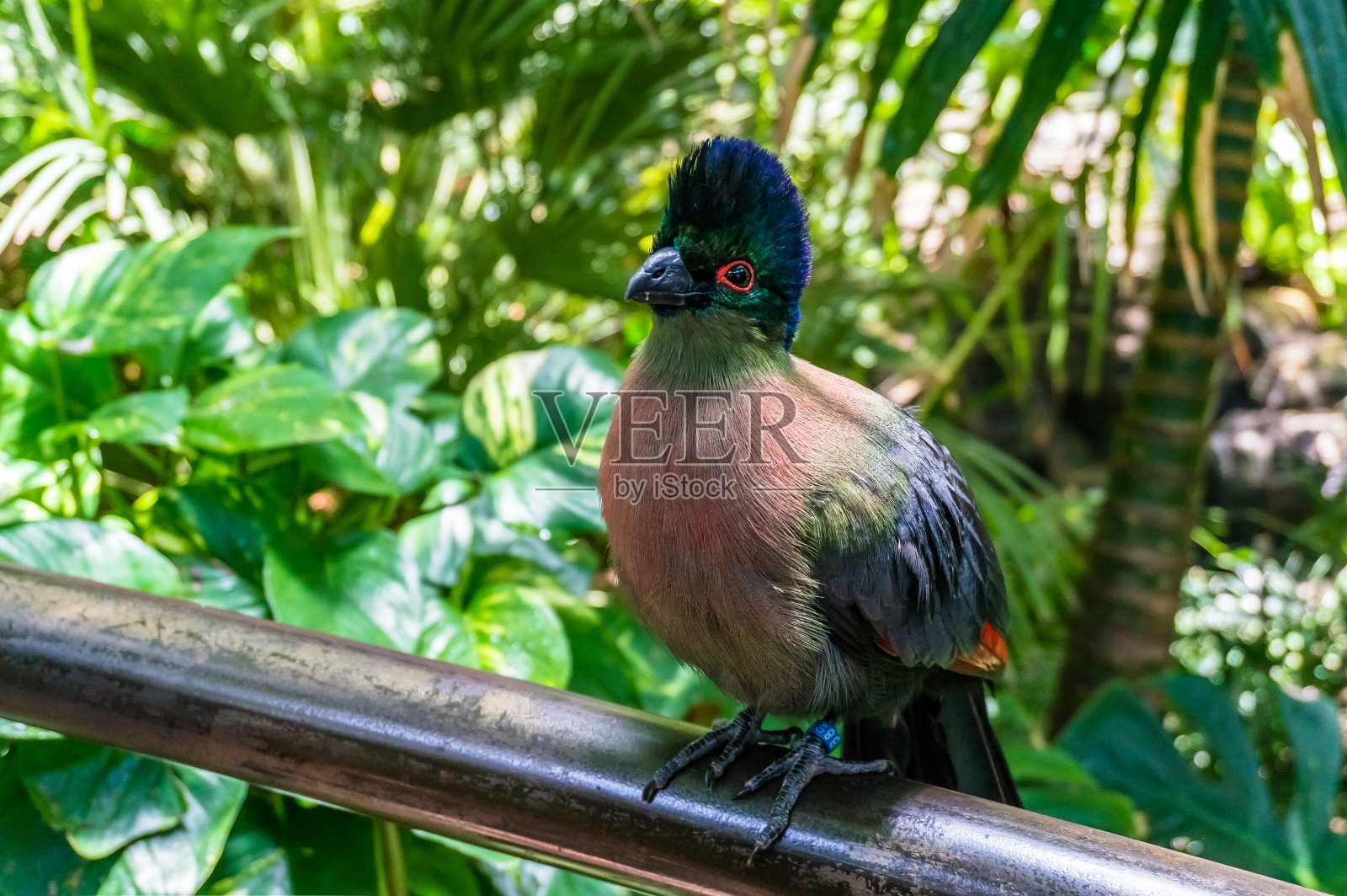 美丽的热带鸟类照片摄影图片