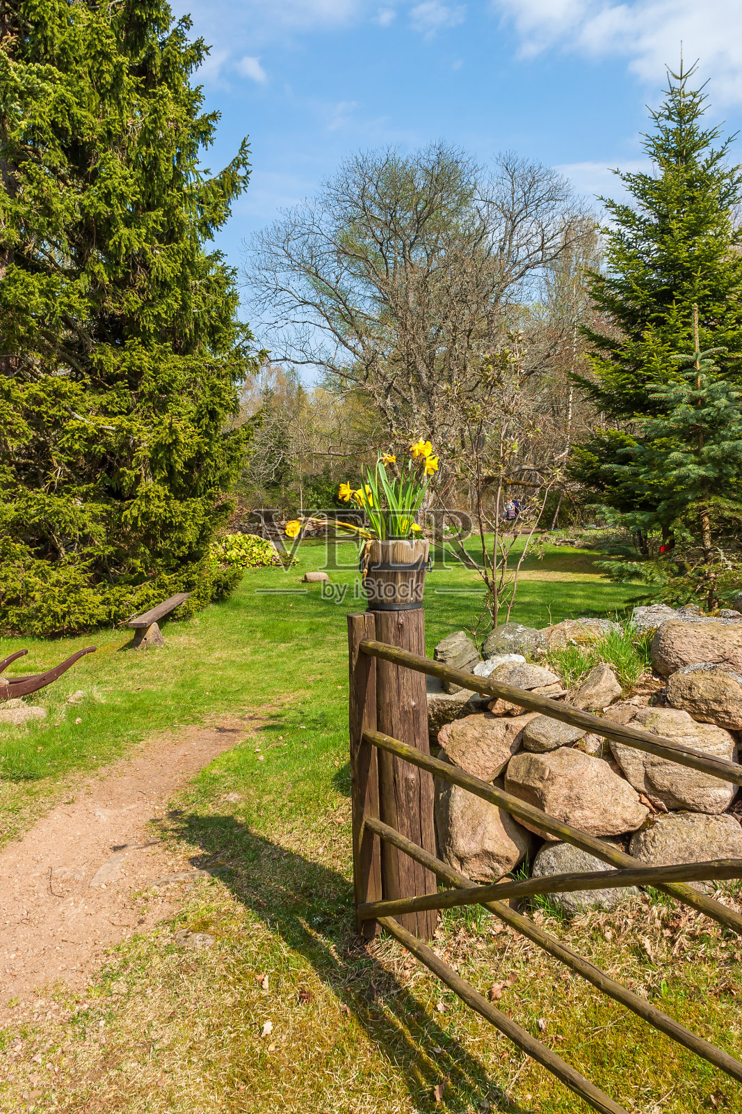 花园门柱上盛开的水仙花照片摄影图片