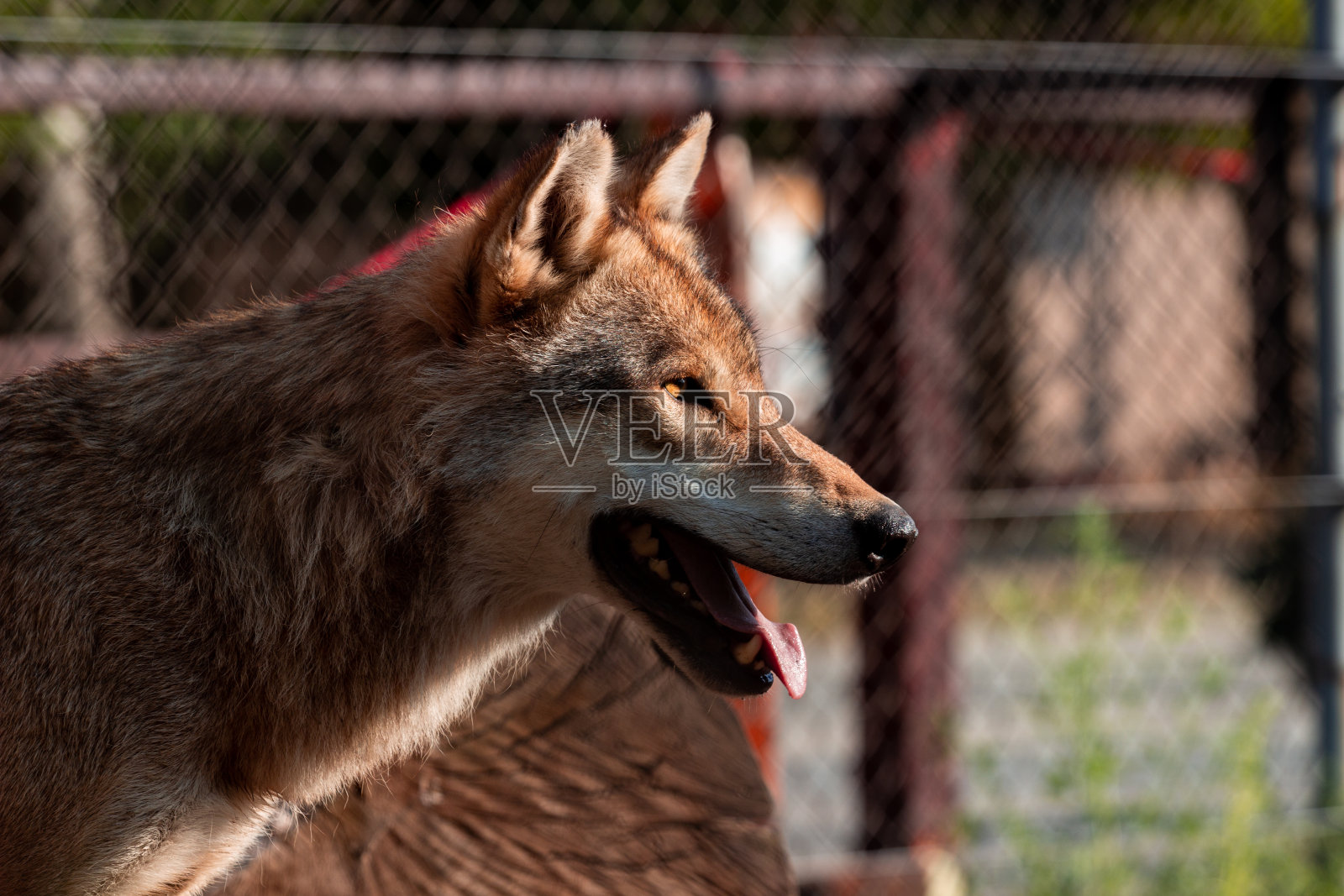 狼的肖像照片摄影图片