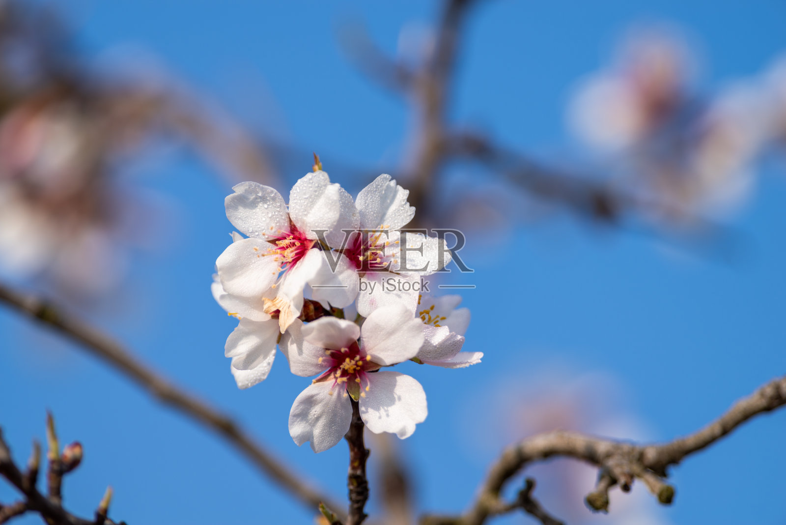清晨的杏花和露珠照片摄影图片