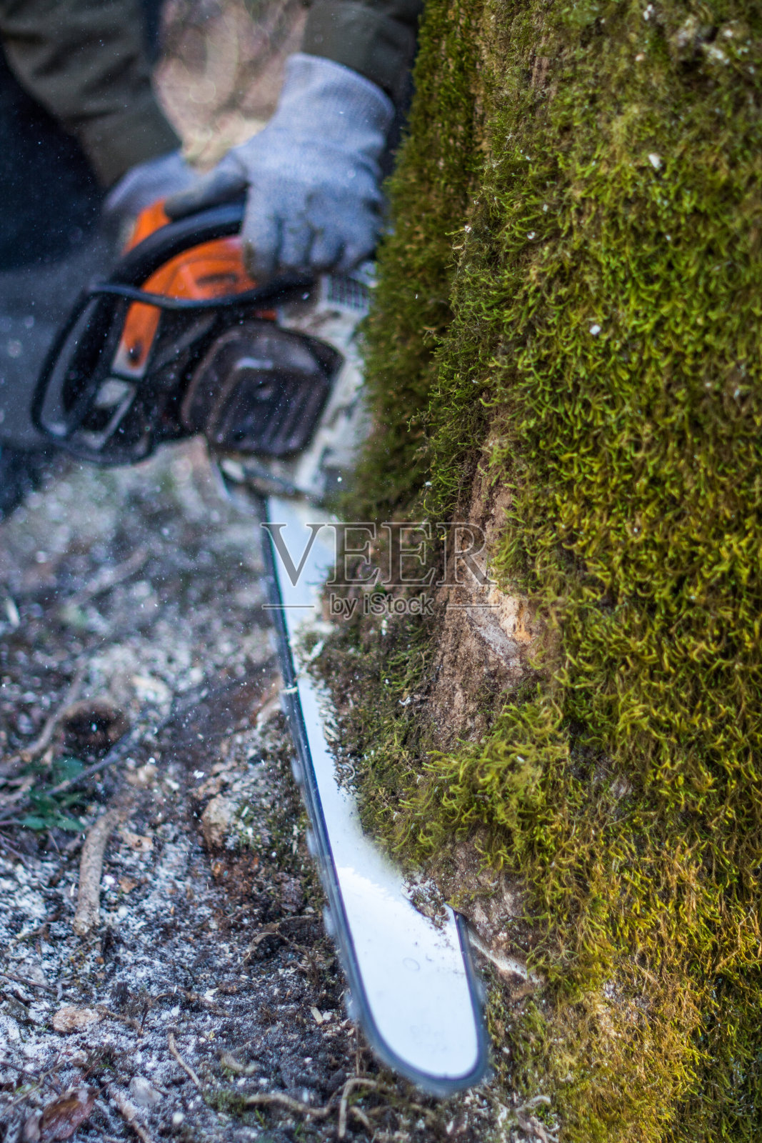 电锯和树照片摄影图片