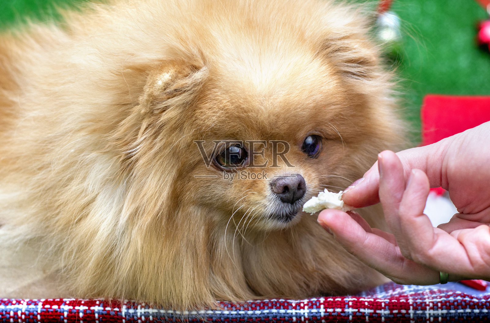 狗治疗。想要食物的小狗。狗的肖像。照片摄影图片