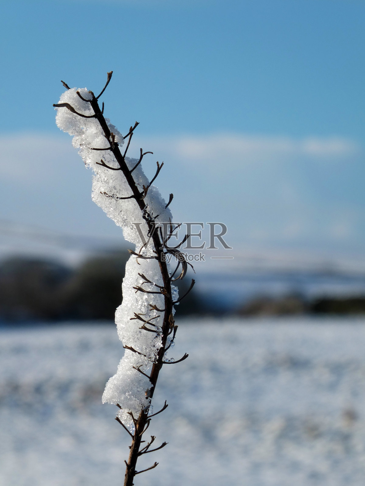 一张冰冻在树枝上的雪和冰的特写，映衬着冬日田野和阳光下的蓝色天空的模糊背景照片摄影图片