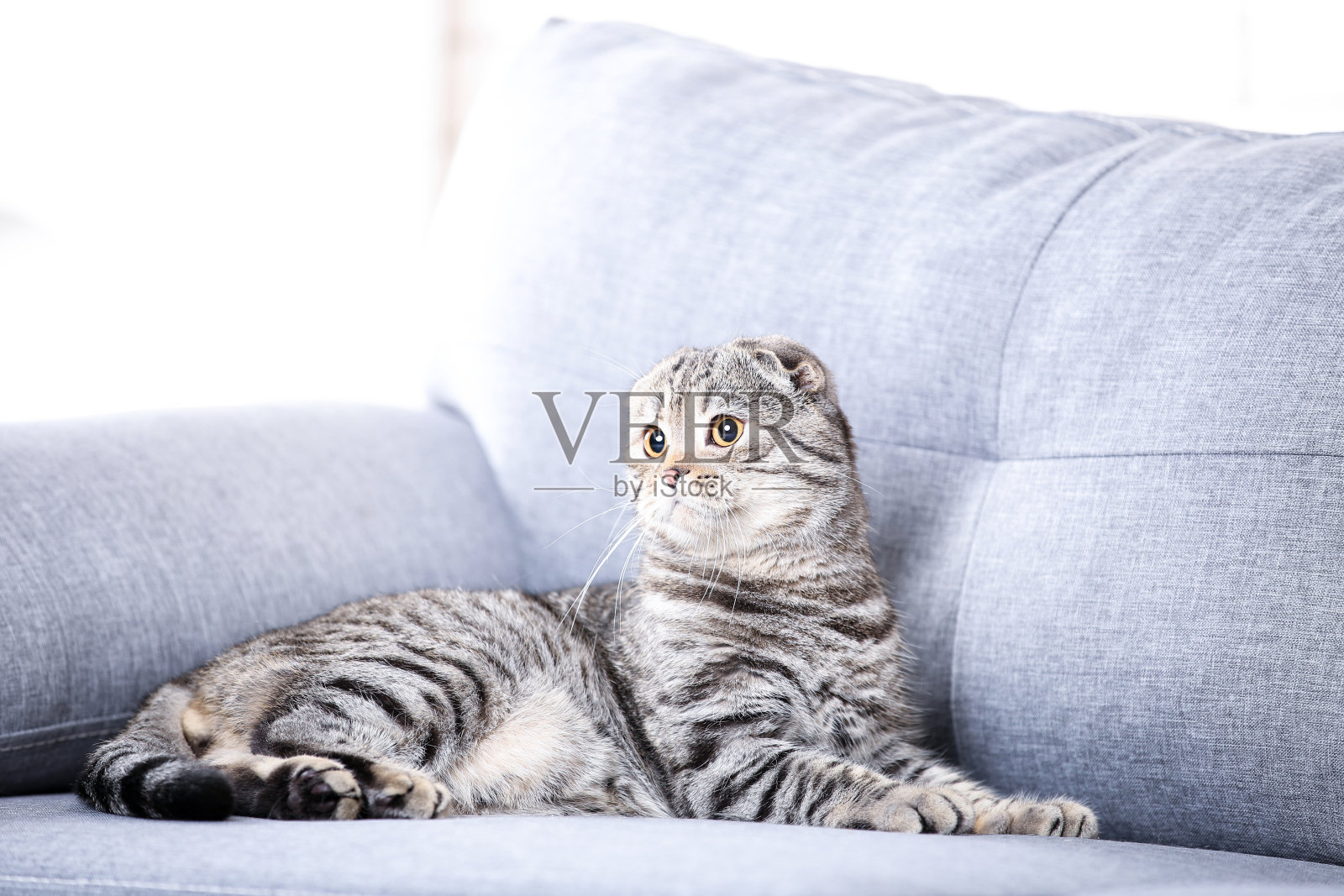 可爱的小猫躺在灰色的沙发上照片摄影图片