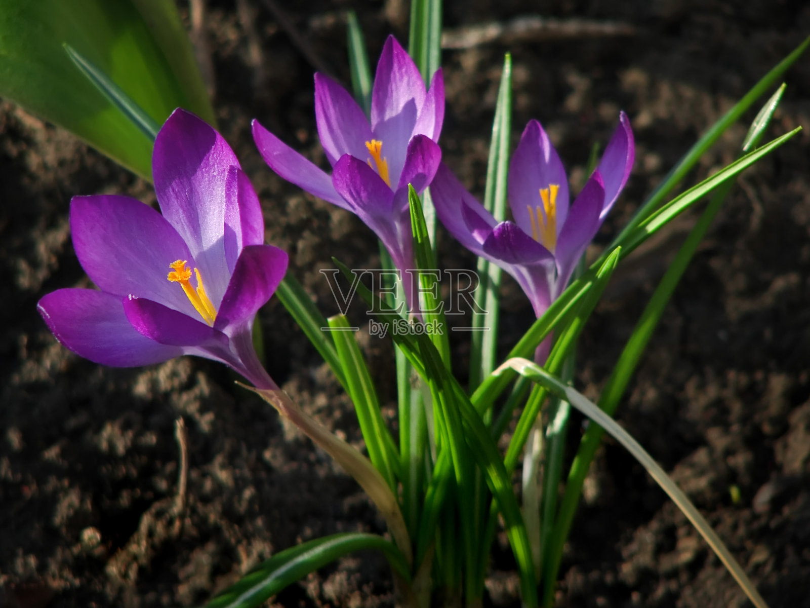 盛开的紫番红花。番红花vernus照片摄影图片