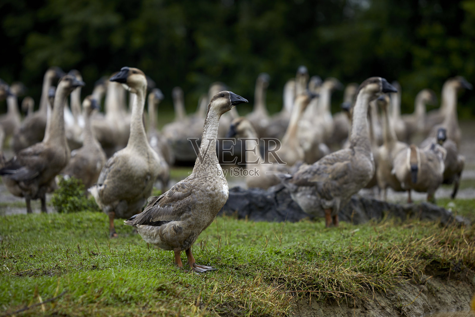 户外草地上的一群鹅照片摄影图片