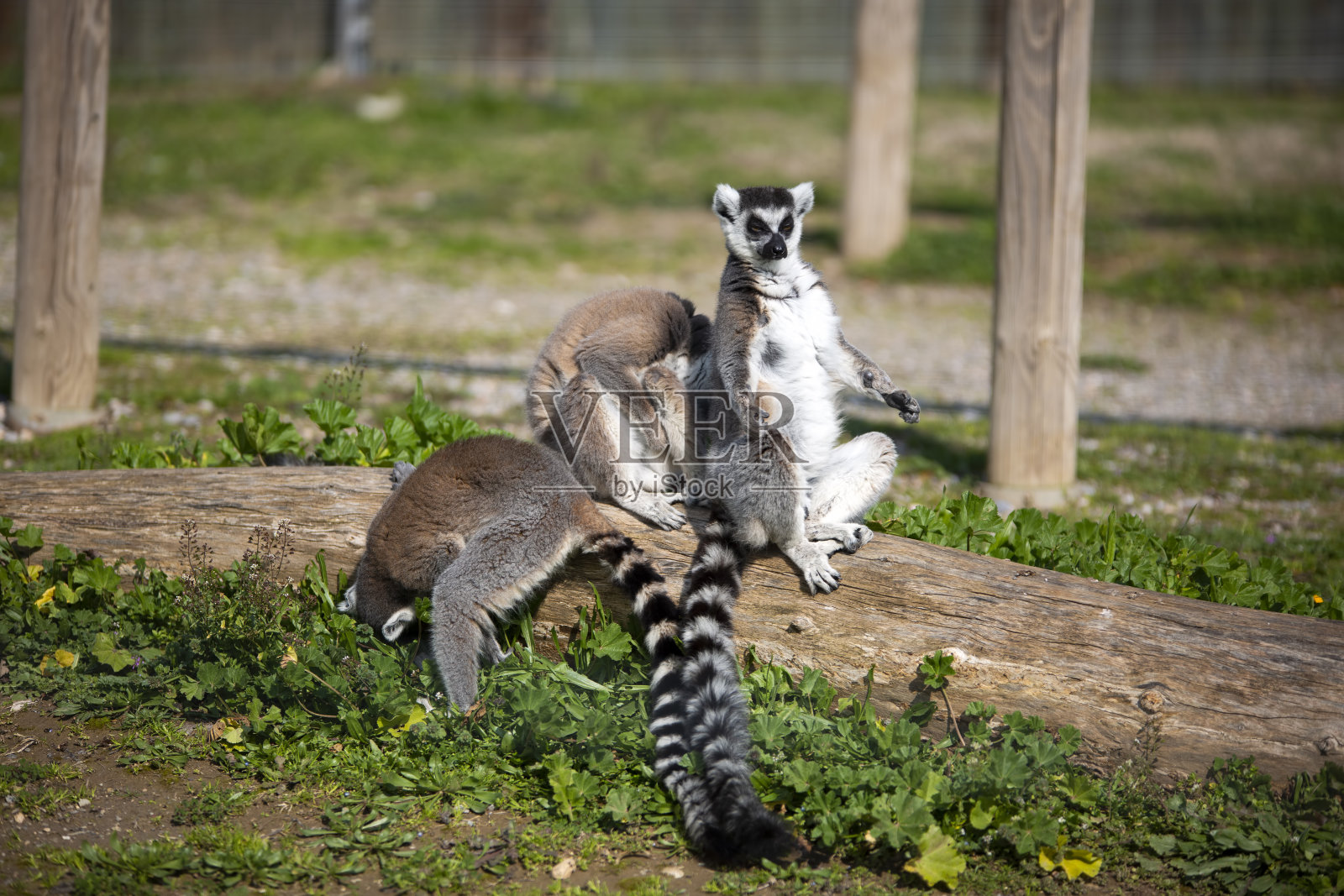 自然生活公园，动物园，伊兹密尔/土耳其，狐猴动物照片摄影图片