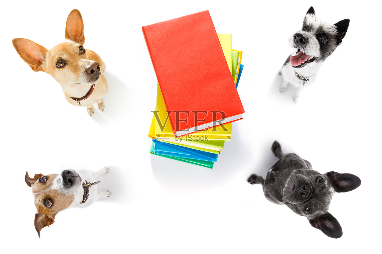 办公室职员，商人，一队狗照片摄影图片