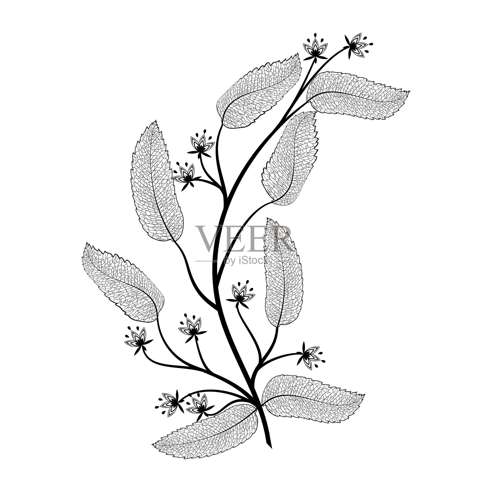 枝具叶脉。插画图片素材