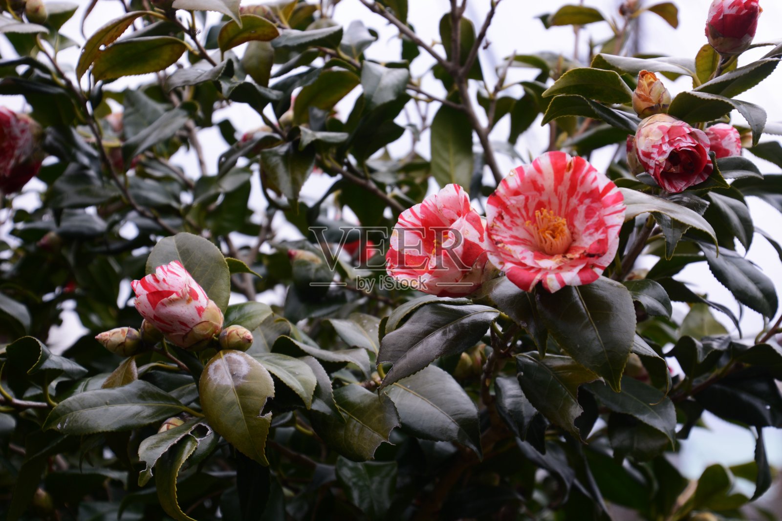 山茶照片摄影图片