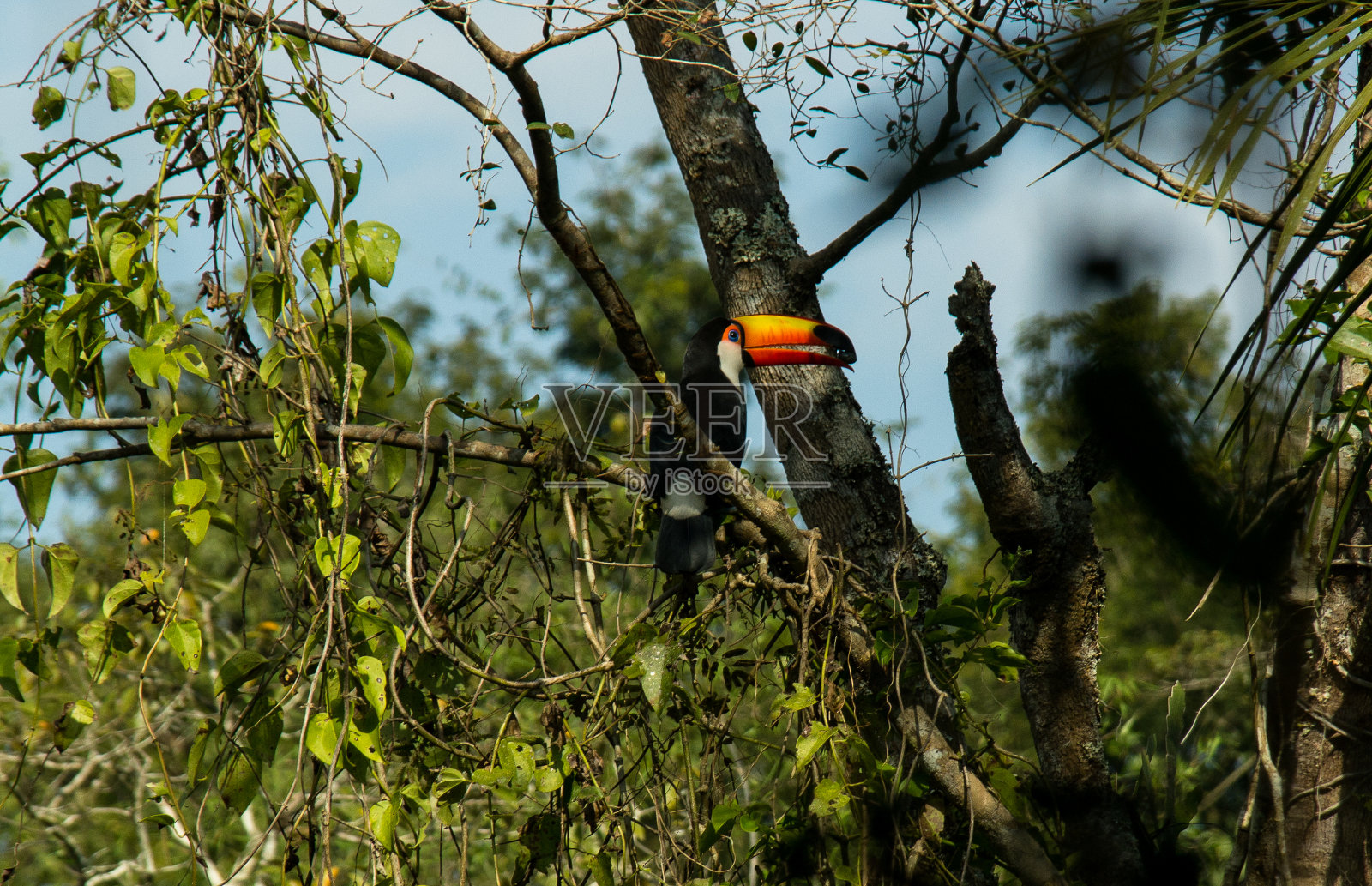 热带鸟照片摄影图片
