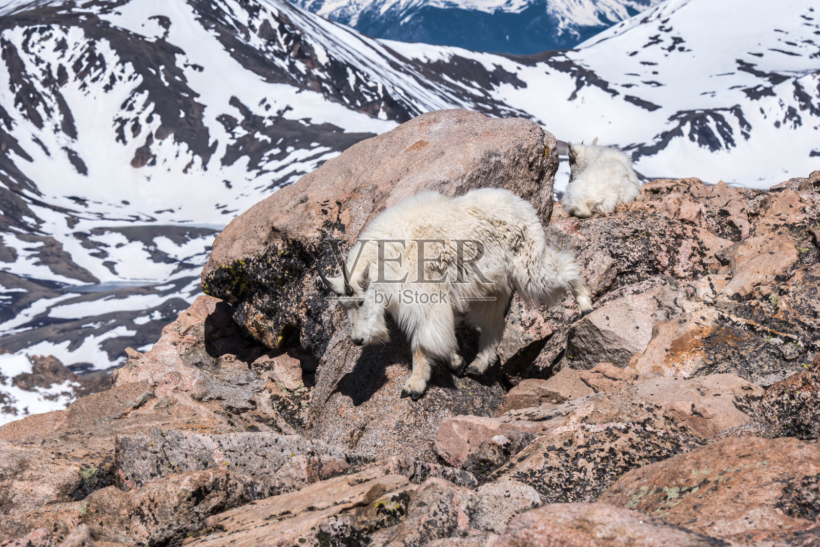 山羊照片摄影图片