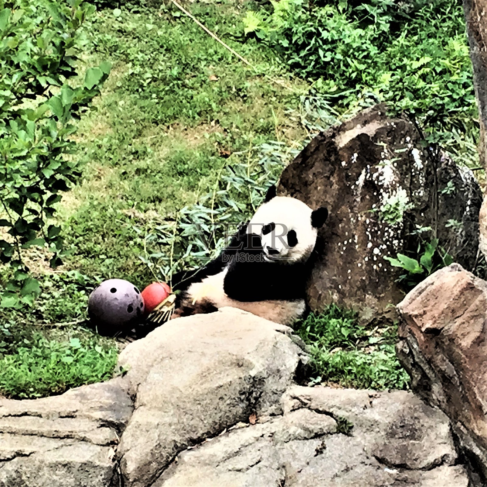 一张熊猫的照片照片摄影图片