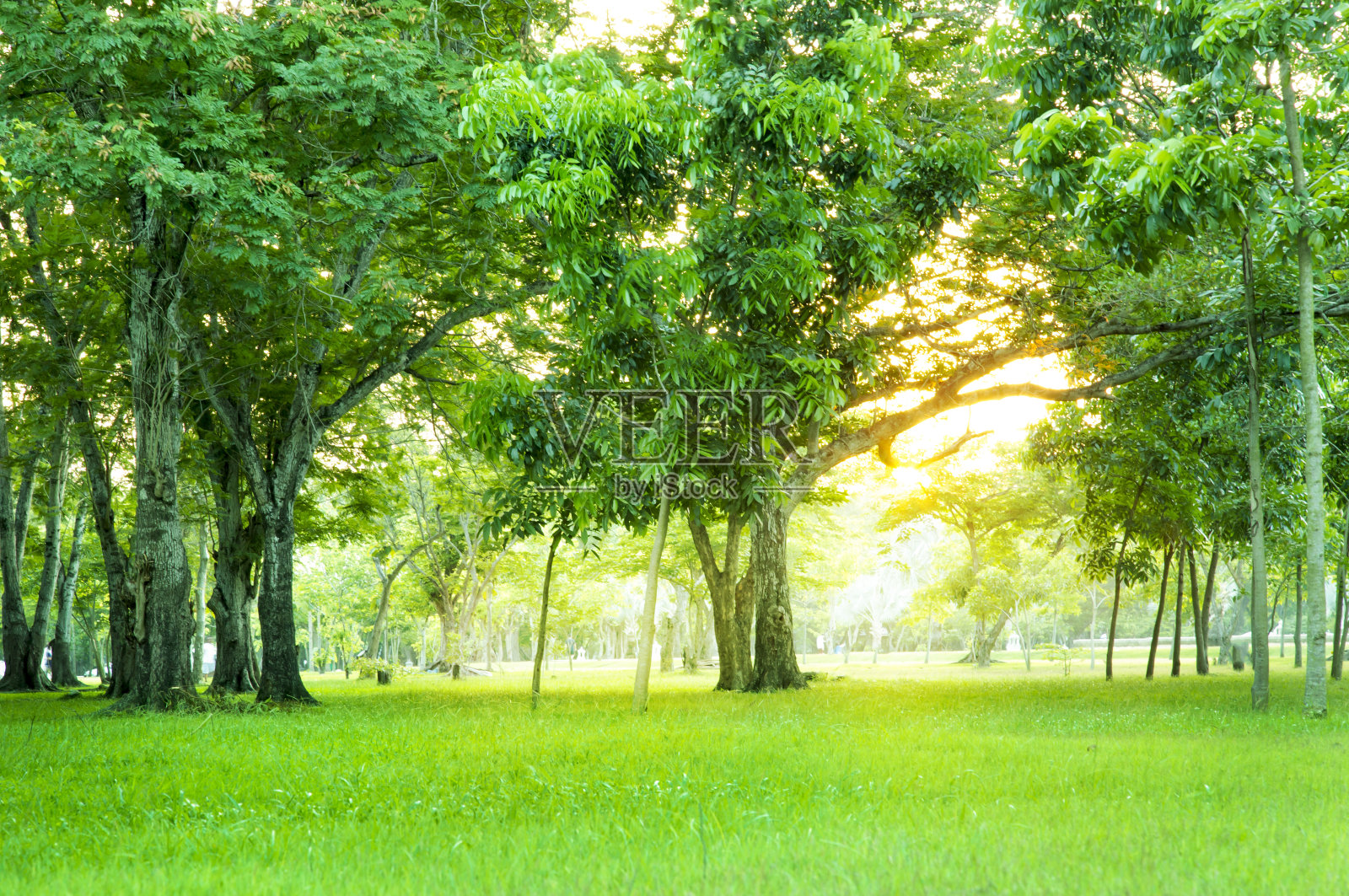 公园里的绿树和美丽的草地和晨曦的天空。照片摄影图片