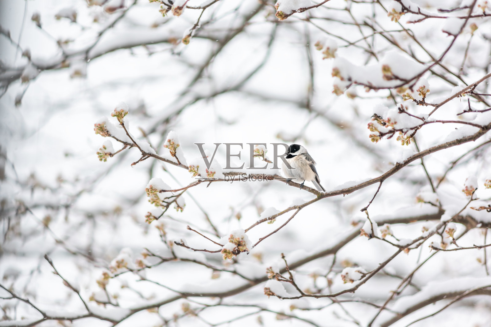 在维吉尼亚州，一只黑色顶的山雀坐在树枝上的特写在大雪期间与花蕾照片摄影图片