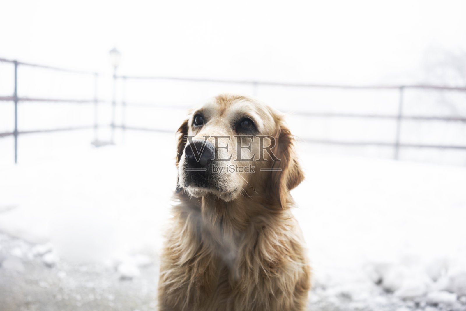 可爱的金毛狗在窗前照片摄影图片