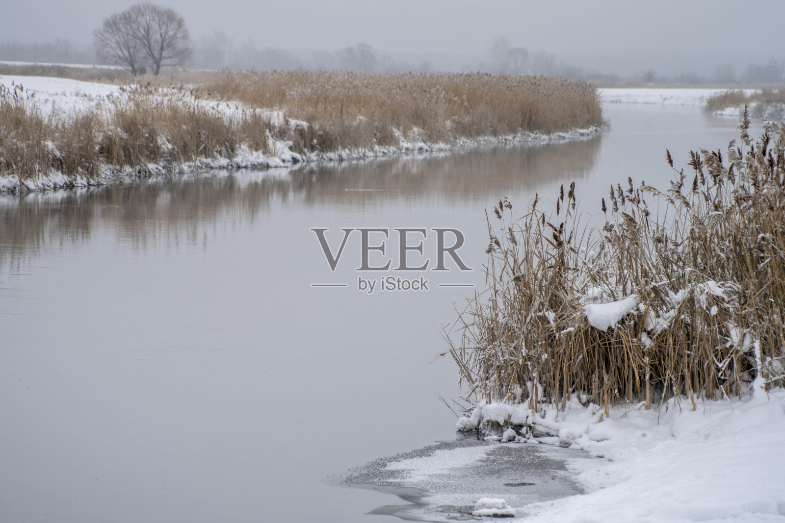 冬天河里没有冰，芦苇，水，冬天的鸭子照片摄影图片