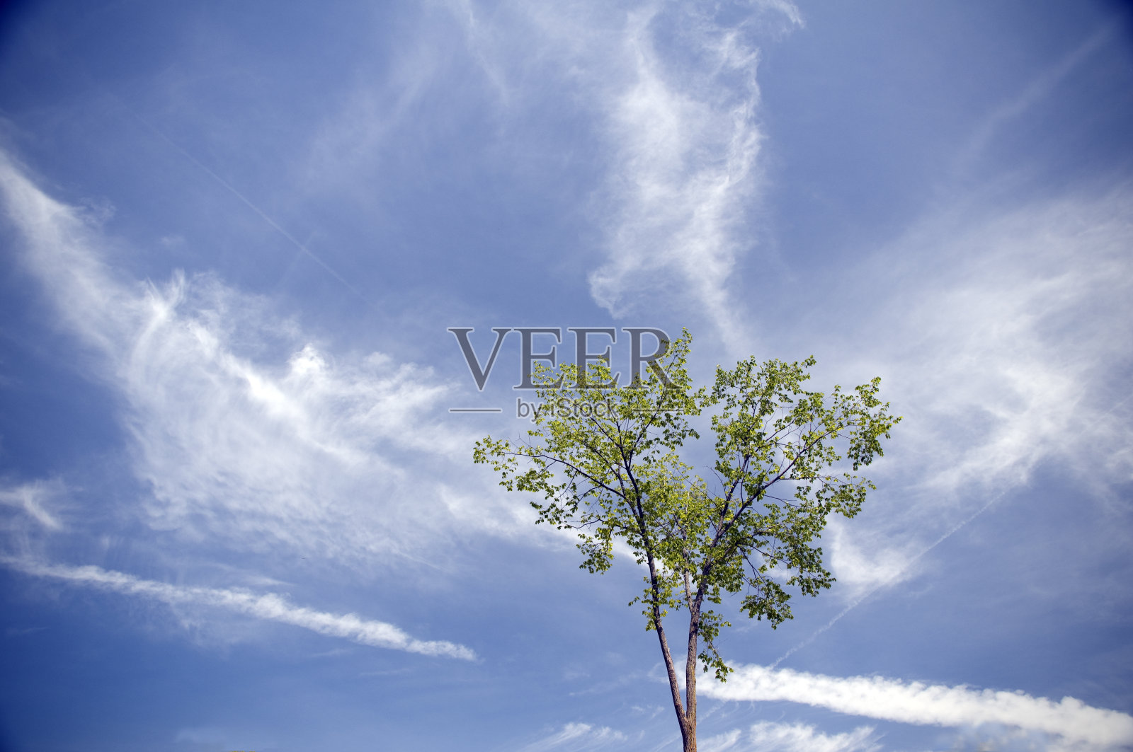 树和天空照片摄影图片