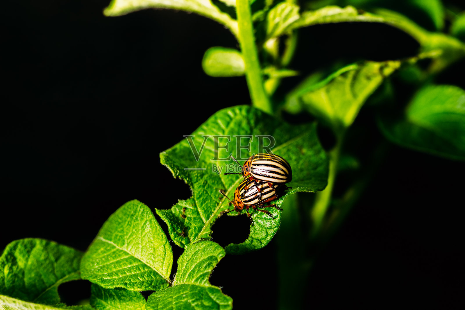 正在繁殖的科罗拉多甲虫照片摄影图片