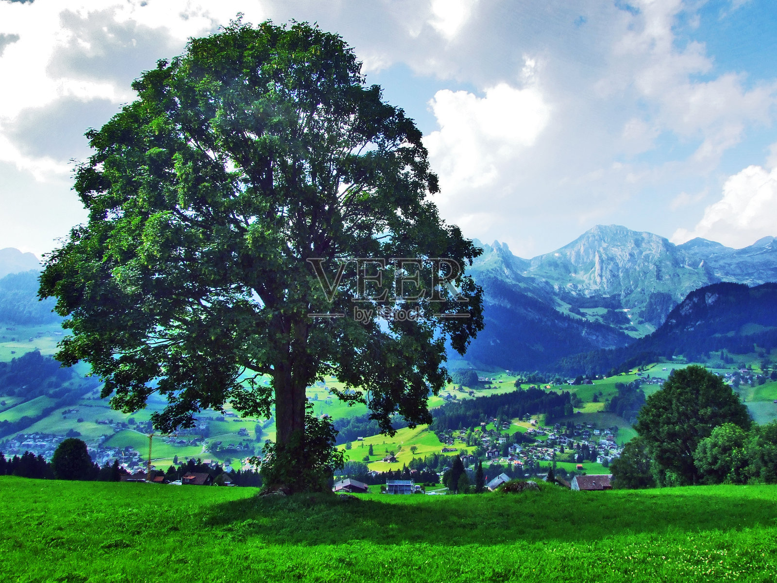 托根堡地区Churfirsten山脉山坡上的树木和混交林照片摄影图片