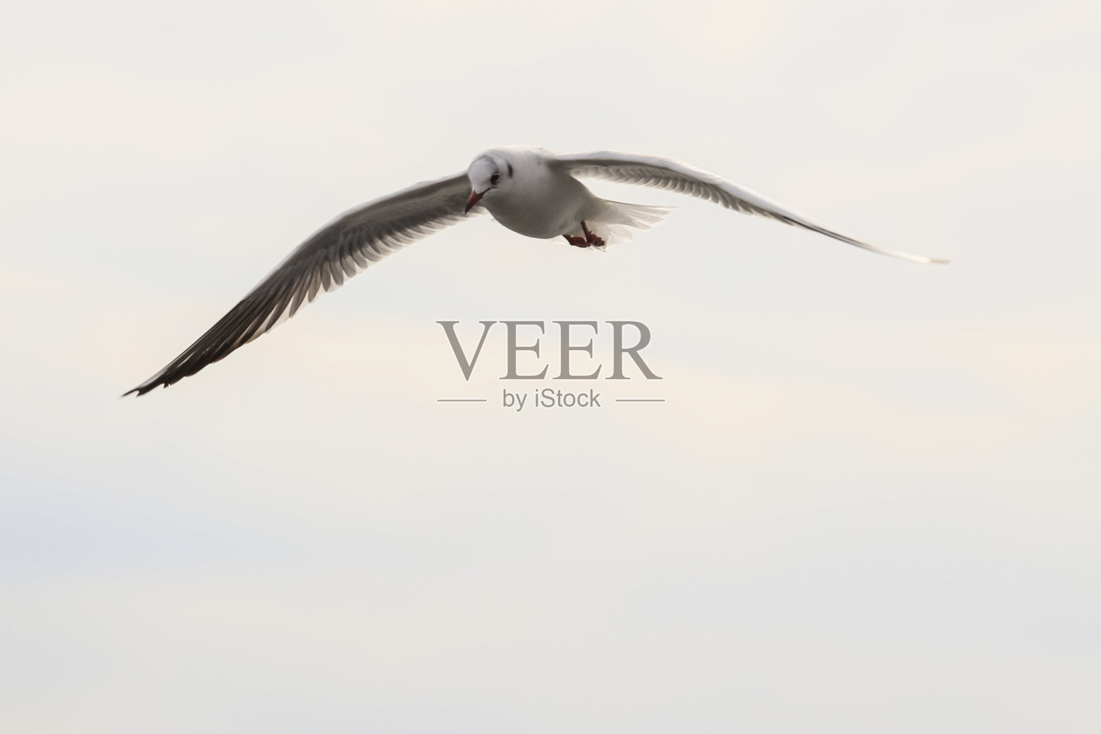 野海鸥在飞翔照片摄影图片