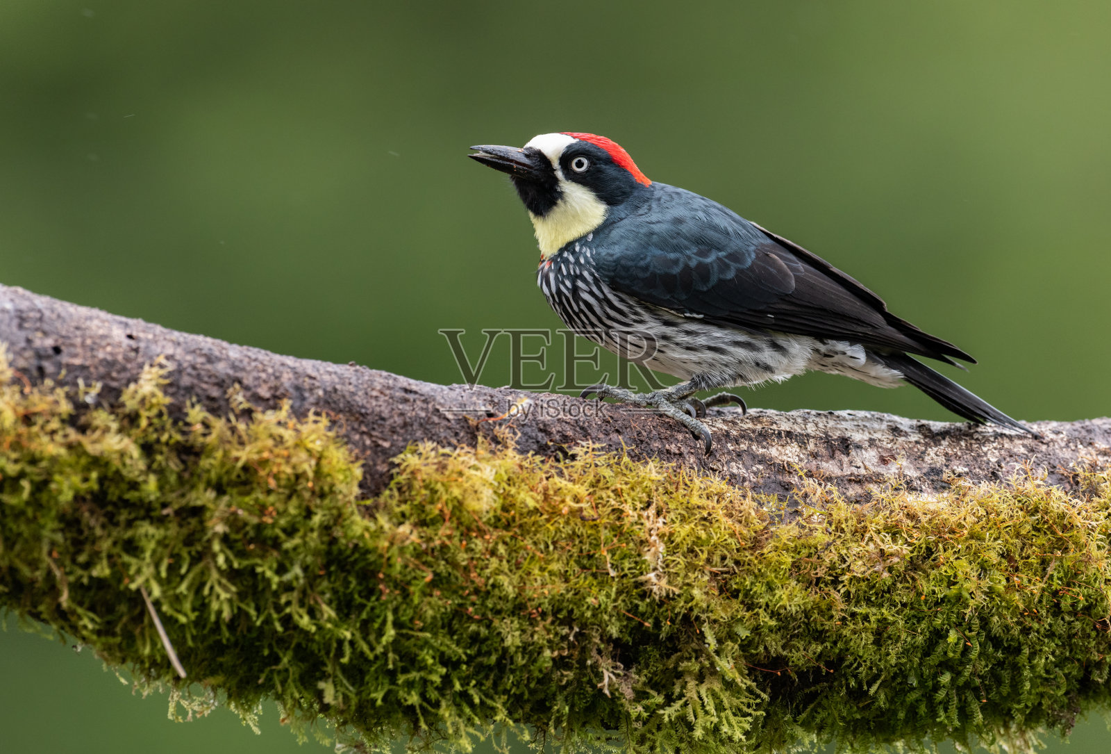 橡实啄木鸟肖像照片摄影图片