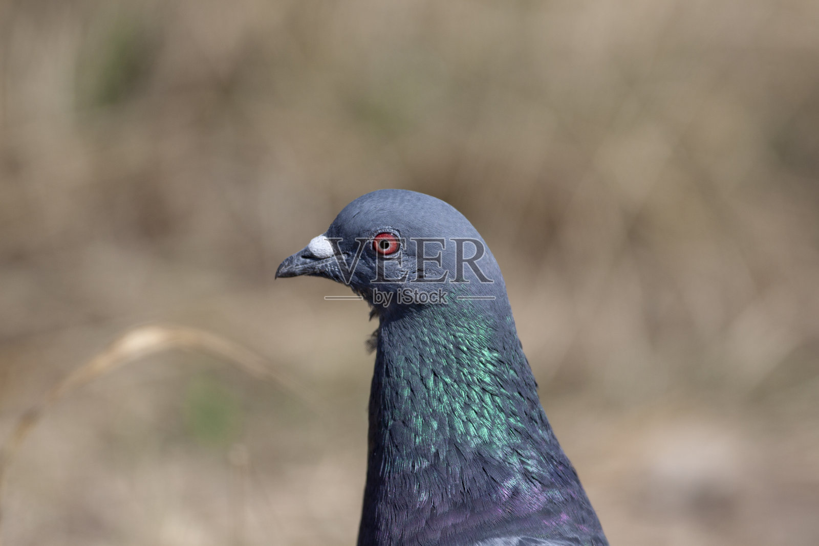 岩鸽鸟照片摄影图片