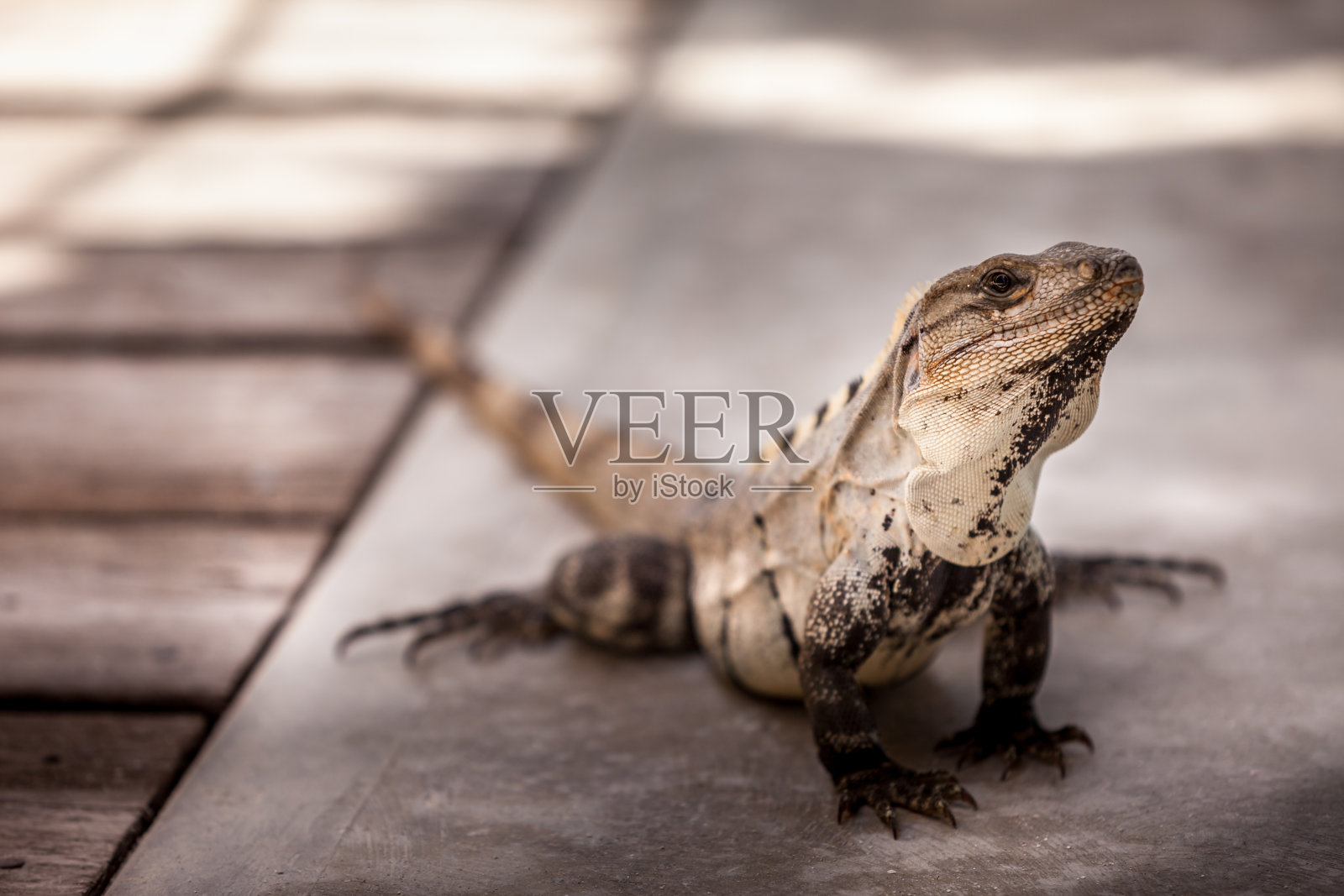 墨西哥加勒比海海滩上的一只爬行鬣蜥照片摄影图片