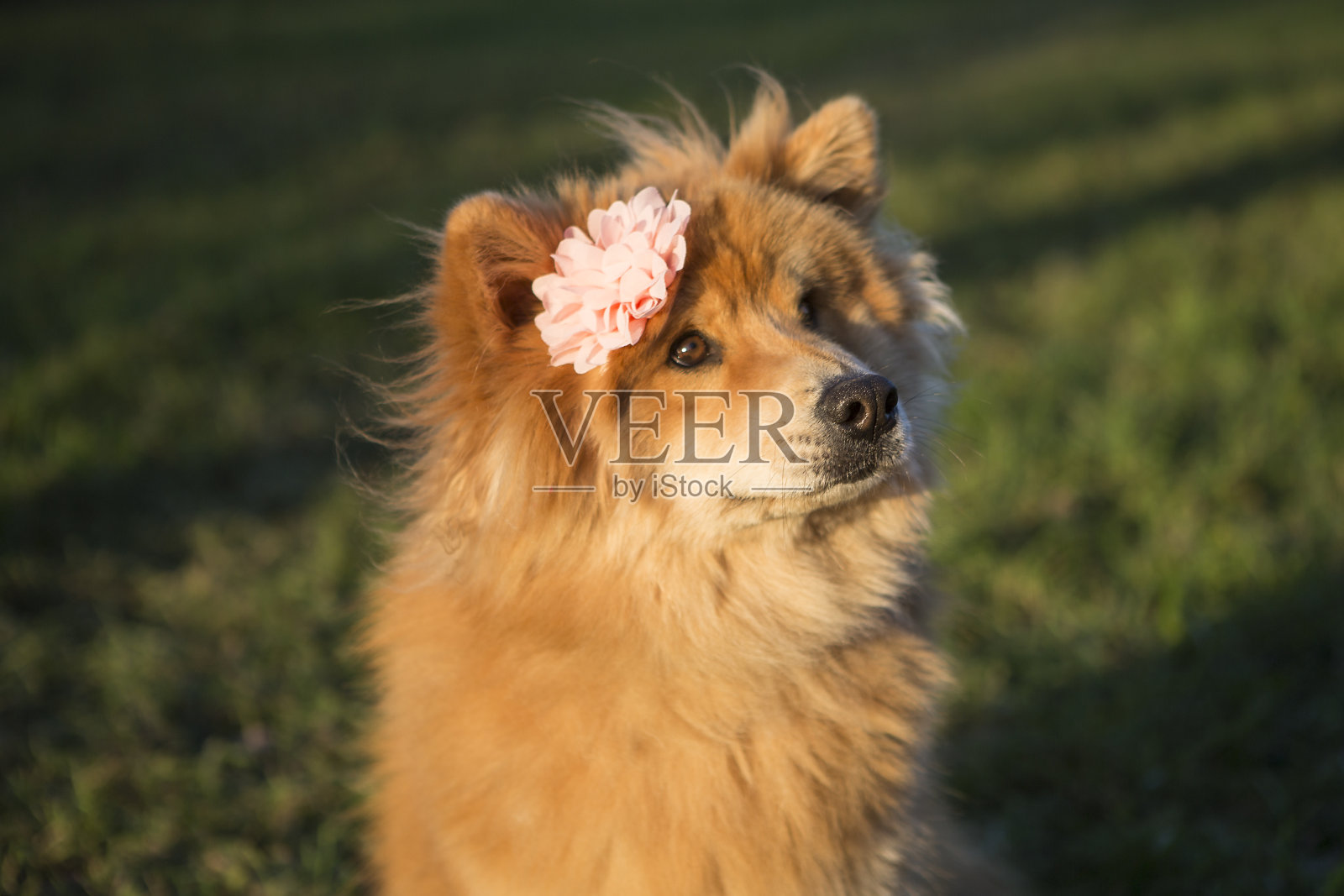 一只年轻的欧亚狗在户外带花的肖像照片摄影图片