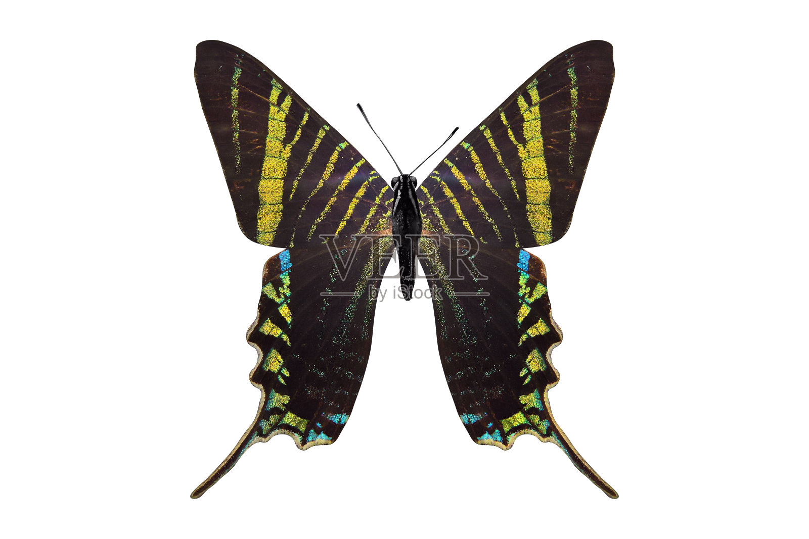 热带绿色蝴蝶。在白色背景上隔离照片摄影图片